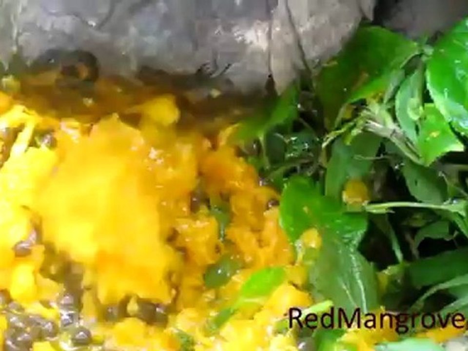 Giant Galapagos Tortoise Eating Papaya