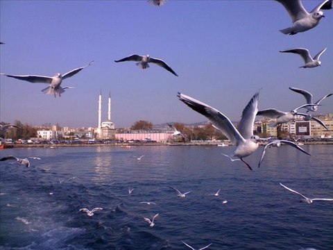 Turan sengul~martilarin kanadinda ucur beni~Desing Asi Prens