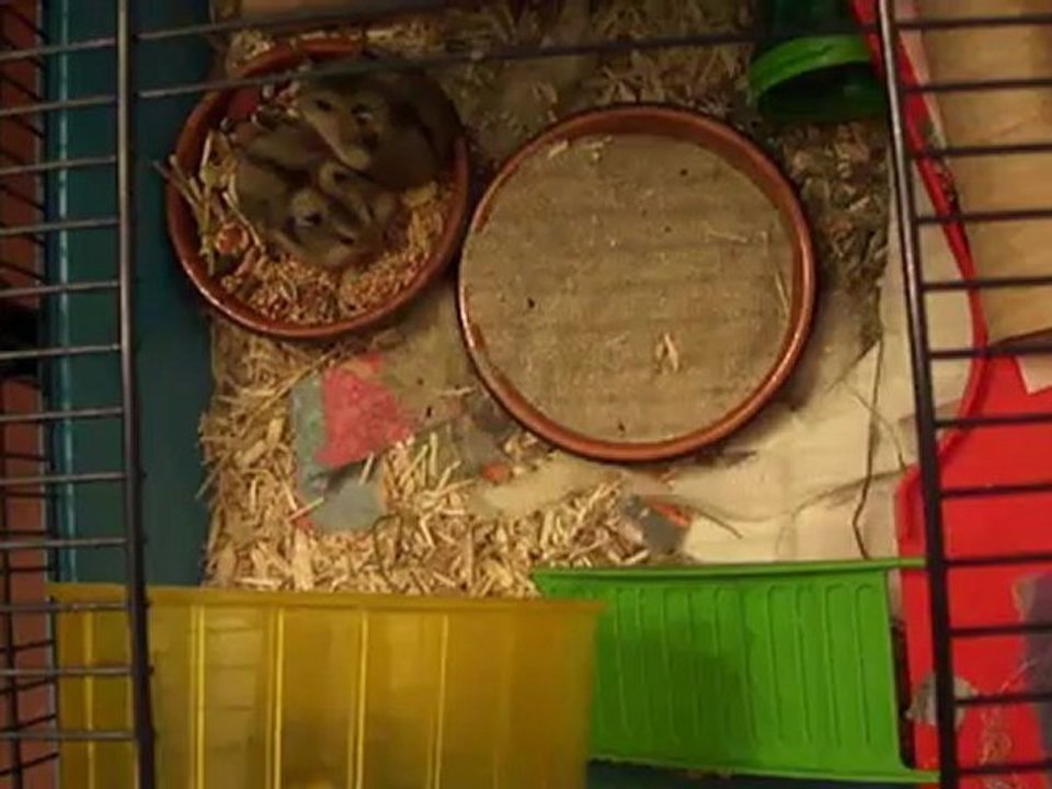 20120424-hamsters-01817