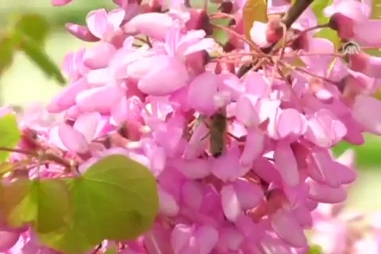 Erguvanlar çiçek açtı