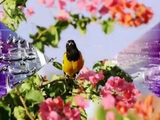 احمد بن على العجمي......سورة الملك