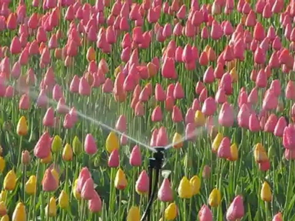 ArroTulipesHd