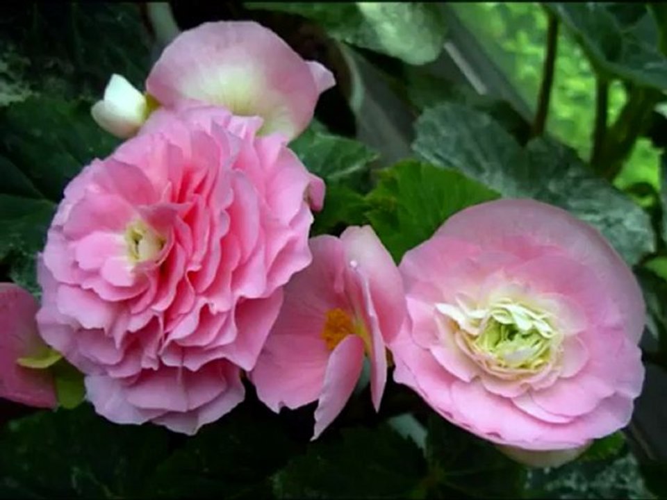 般若波羅密多心經