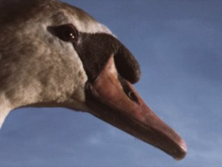 KING CREOSOTE & JON HOPKINS "Third Swan"