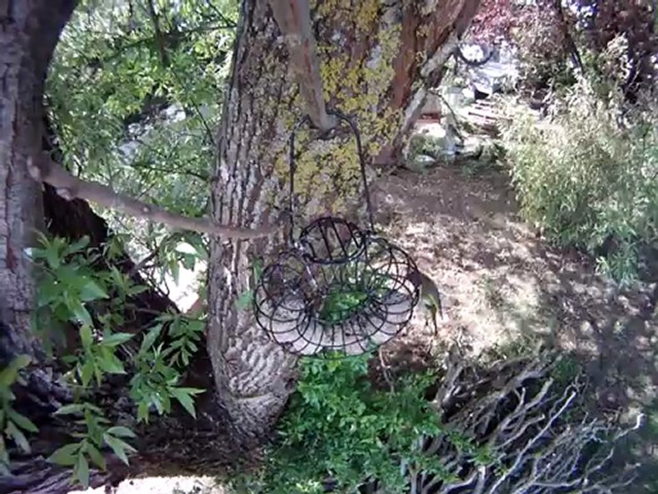 sittelle étourneau verdier mésange