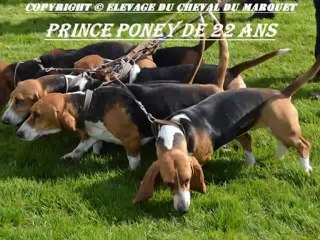 ELEVAGE DU CHEVAL DU MARQUET