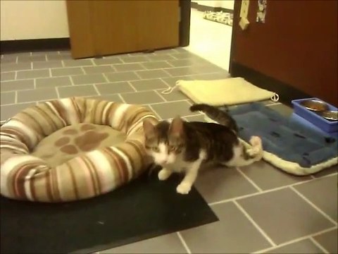 Corky le chat aux pattes retournés