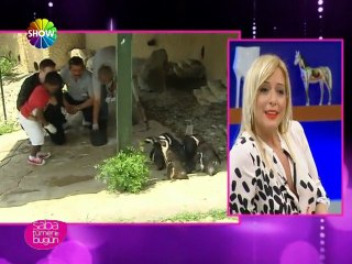 Minik mahmut penguenleri besliyor