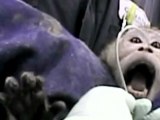 Bande Annonce du film ALF - Animal Liberation Front