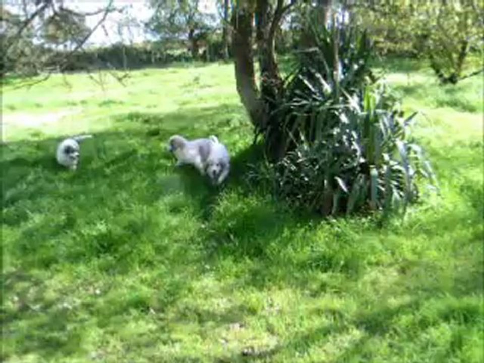 chiots montagne des pyrénées (patou) du domaine des ducs de bretagne