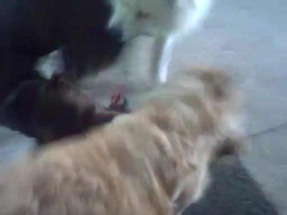 Badem vs. Bia