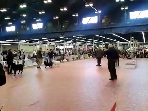 Exposition canine CAC CACIB ANGERS 2012  Guidelle de Bihan Ki Breizh BOG groupe 8