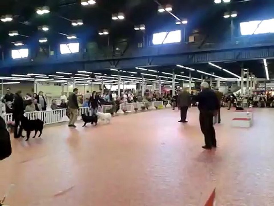 Exposition canine CAC CACIB ANGERS 2012  Guidelle de Bihan Ki Breizh BOG groupe 8