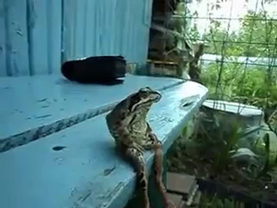 La rana que se sienta como un humano