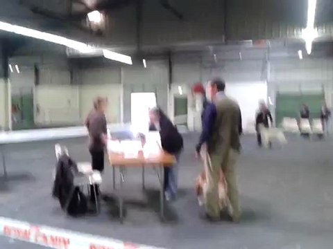 Exposition canine CAC CACIB ANGERS 2012 Guidelle de Bihan Ki Breizh Meilleur jeune