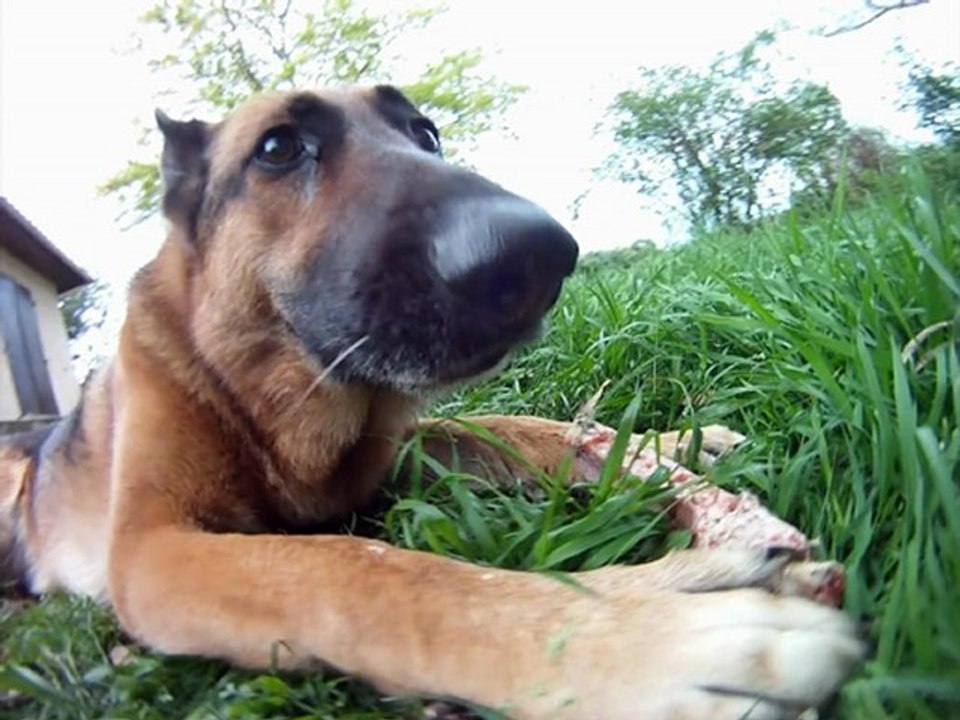 dogs eating bones
