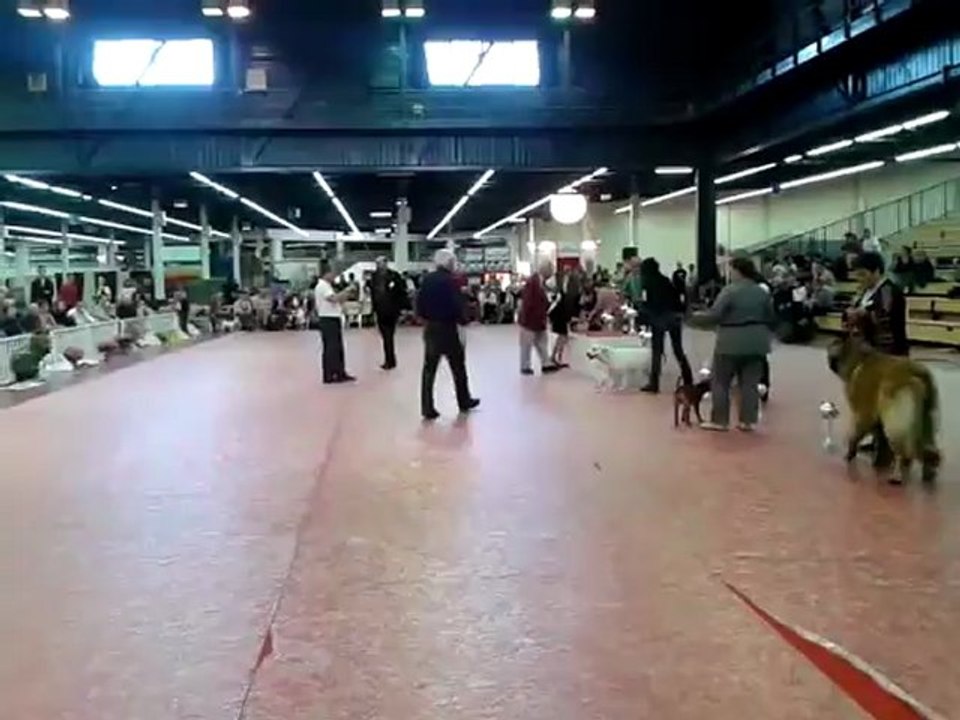 Exposition canine  CAC CACIB ANGERS 2012 Guidelle de Bihan Ki Breizh  BIS  3ième