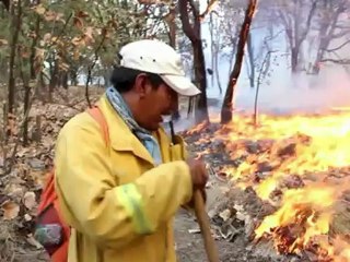 Fogo destrói mais de 7 mil hectares