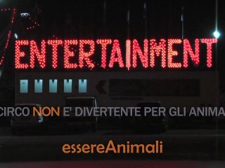 Il CIRCO non è divertente per gli ANIMALI