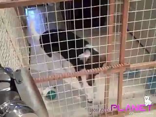 PUPPY TRYING TO CLIMB UP GATE LIKE A HUMAN_[YouPetsPlanet.Blogspot.Com]