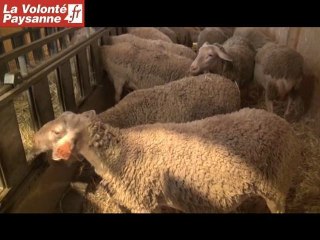 Brebis Lacaune : génétique et développement avec l'INRA