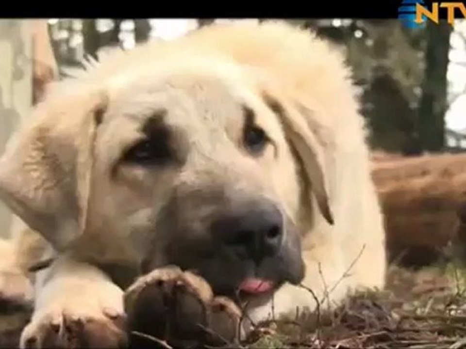 Doğada Tek Başına  "Dağ Evi" Bölüm 11