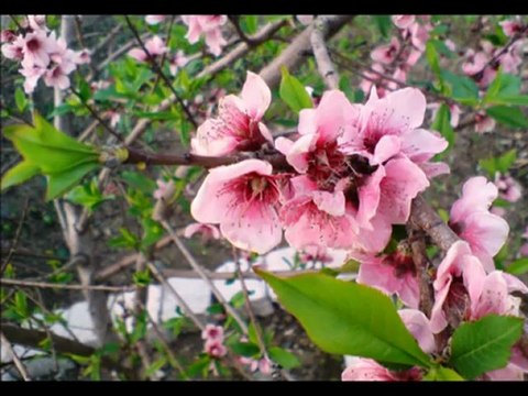 Gönül Akkor-Leyla Bir Özge Candır