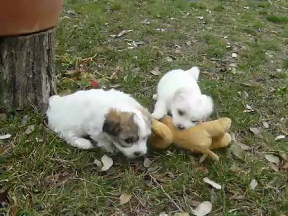 chiot coton de tulear du mas de jouvance