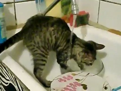 Chat qui fait la vaiselle