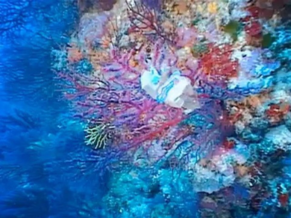 Déchets aquatiques - Ocean report