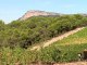 Domaine de vin Chateau Puech Haut-La web tv de Jean-Luc Rabanel