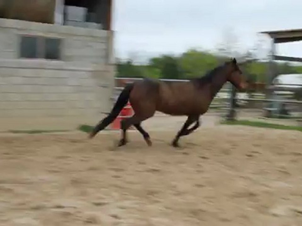 Rebel - 26/04/2009 (2)