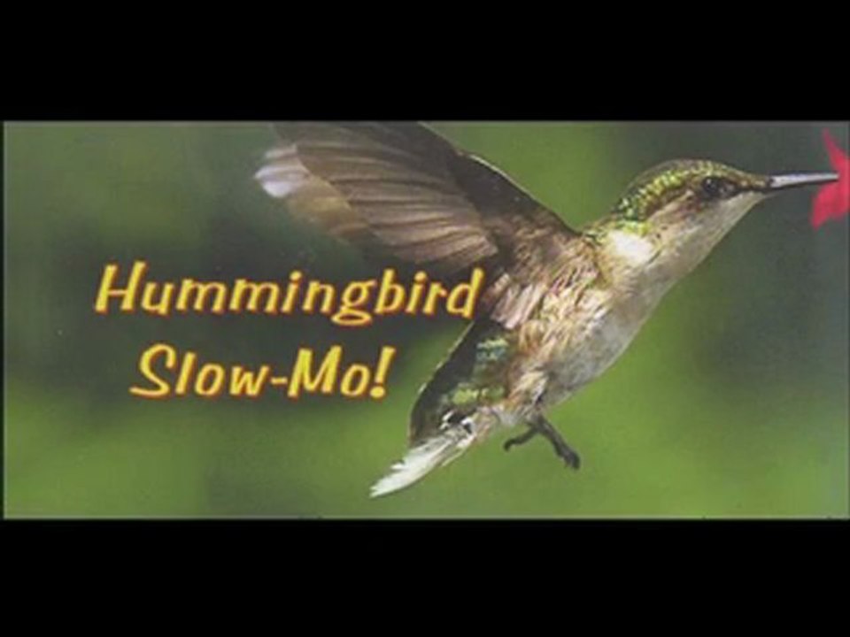 Flipbook : LE COLIBRI STOP-MOTION !