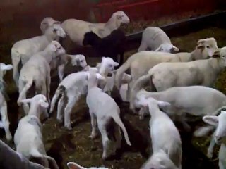 Danacı Et ve Süt Ürünleri Çiftlik