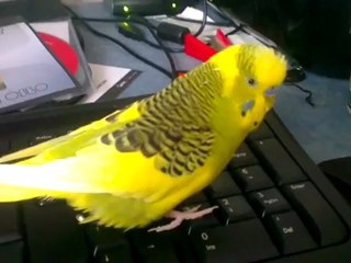 Pusser sidder på mit tastatur (25. april 2012)