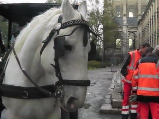 Arras : collecte hippomobile des cartons dans le centre-ville