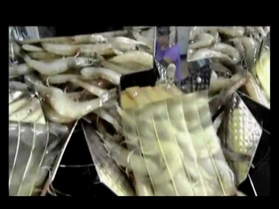 TECHNO D - Multihead for fish