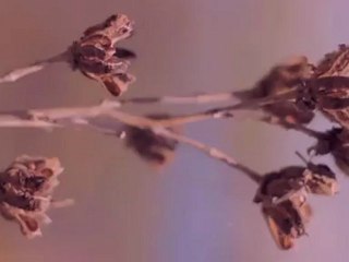 Asahi Takumar 135mm f3.5 Test on a Canon 5D,  HD-DSLR Tech Deck Review!