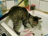 Un chat qui fait la vaisselle
