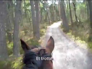 Ballade en forêt. Qui veux embarquer à dos de Prett' ?