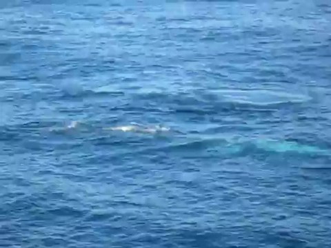 Baleines de Minke dans l'Atlantique- 20 avril 2012. A bord du Levant.