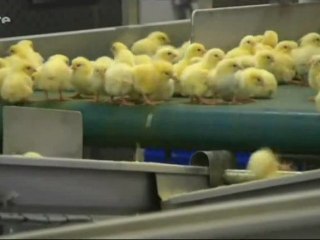 Doit-on encore manger des animaux ? - Arte, 27 mars, soirée thema 1de2