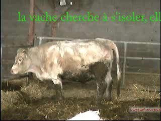 velage vache charollaise