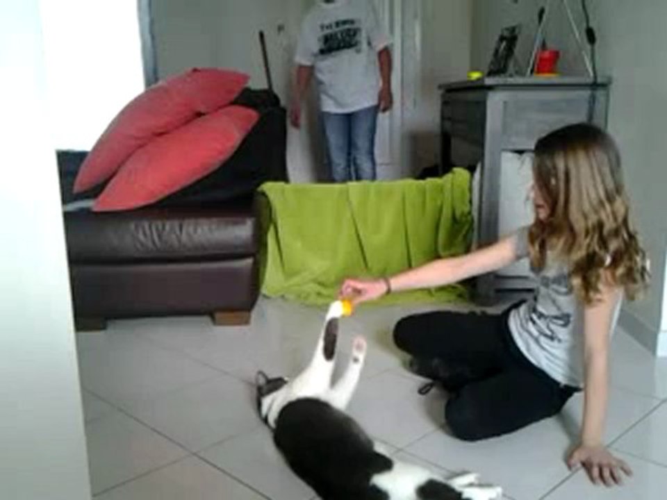 chat qui saute épisode 2