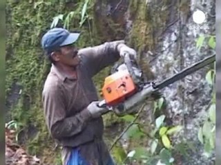 Brasile: disboscamenti più facili per legge