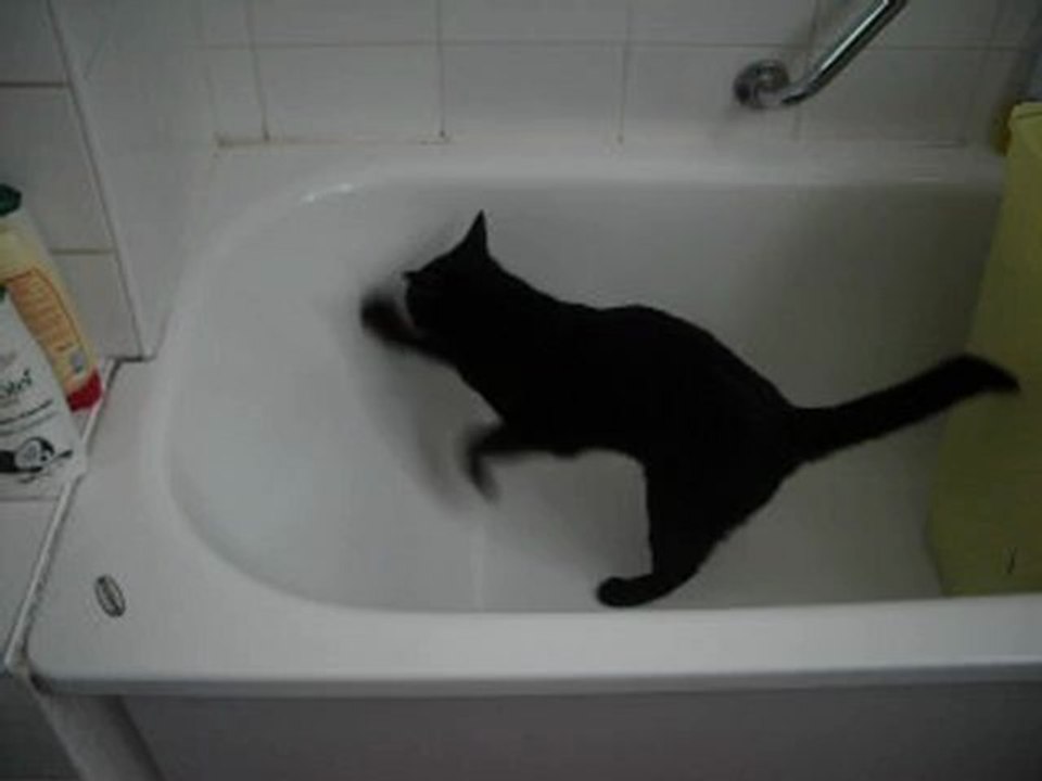 le chat qui creuse la baignoire