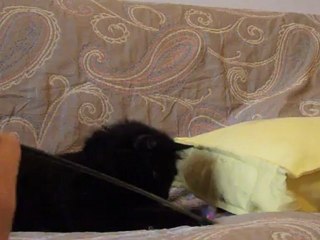 Lisie joue sur le canapé