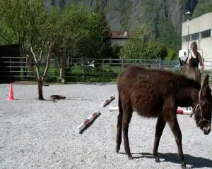 Mes ânes Merlin latéral sur le T