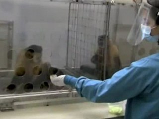 Expérience amusante sur un singe