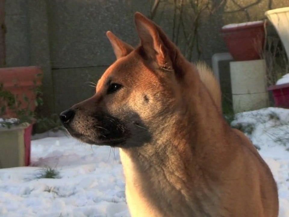 my shiba inu extrait du montage en cours !!